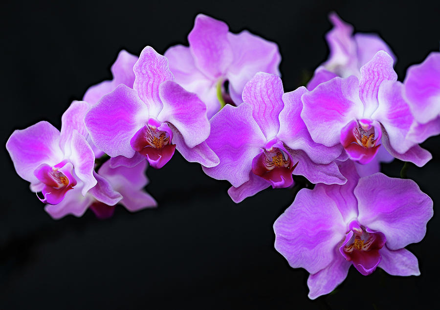 Orchid wave Photograph by Gina Fitzhugh