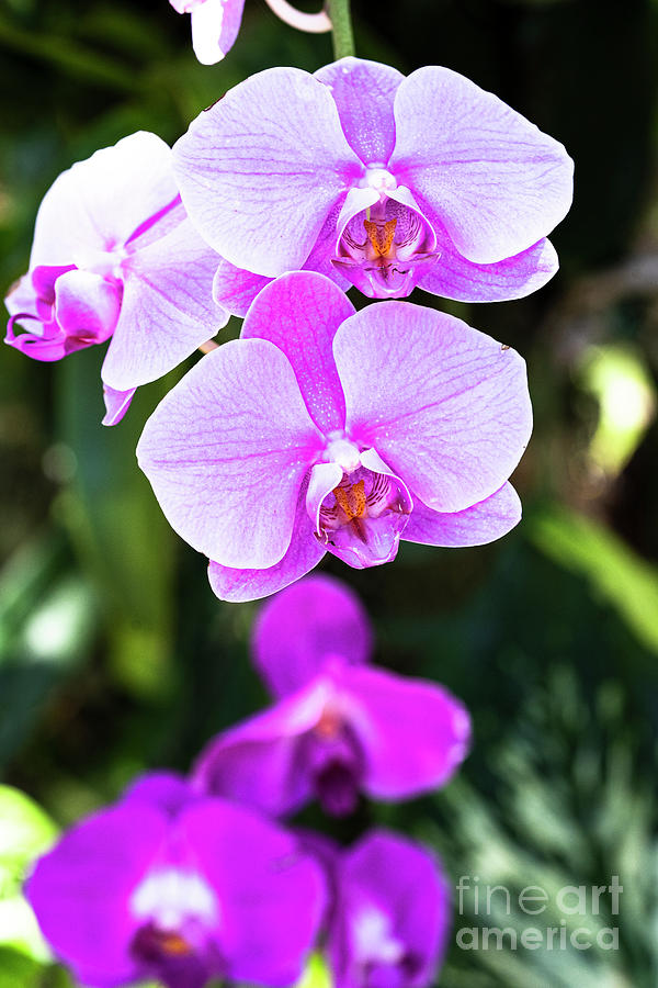 Orchid West Martello Tower Key West Garden Club Key West Florida Photograph by Wayne Moran