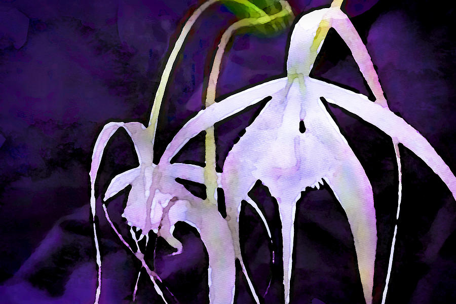 Orchid White Brassavola Painting by Susan Maxwell Schmidt