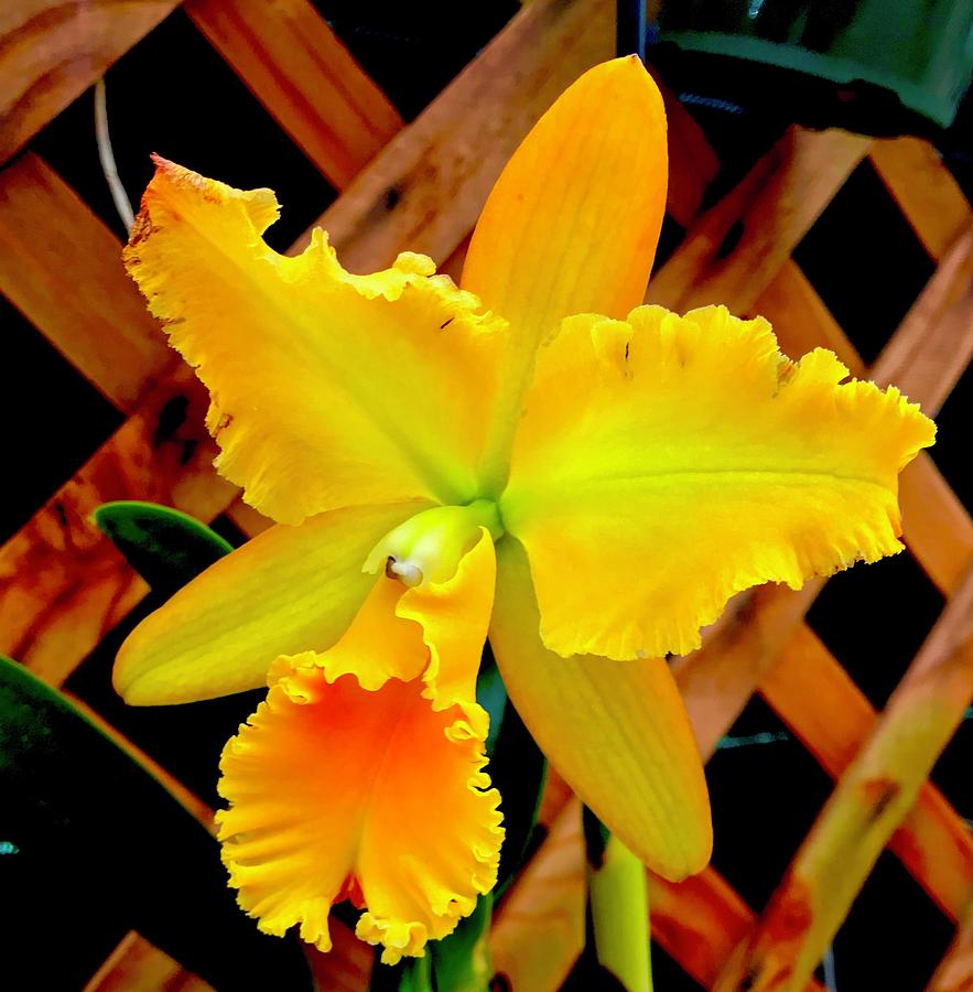 Orchid Yellow Aloha Full Photograph by Joalene Young