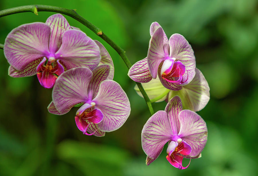 Orchidaceae Photograph by Cate Franklyn