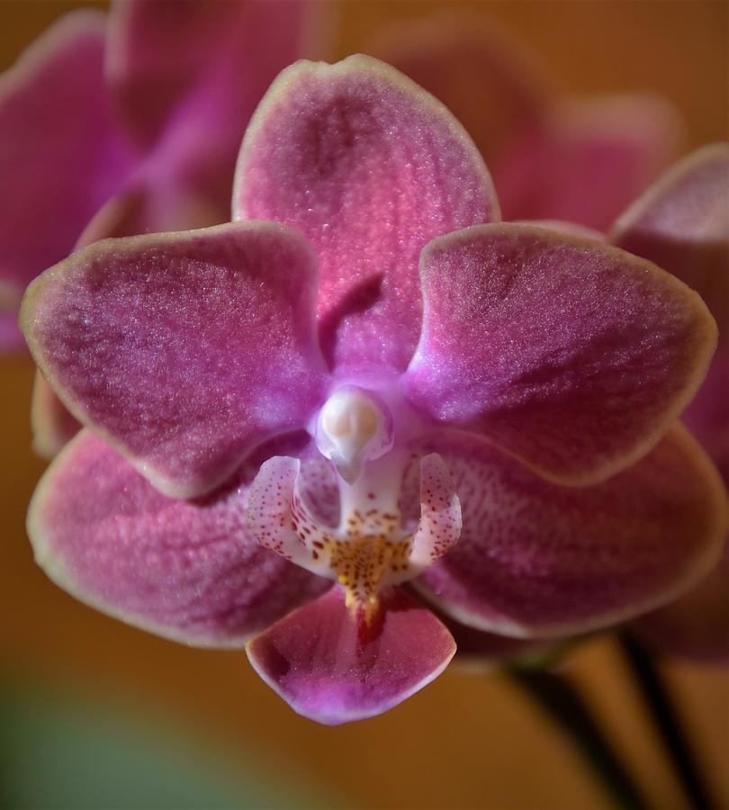 - Orchidaceous Photograph by THERESA Nye