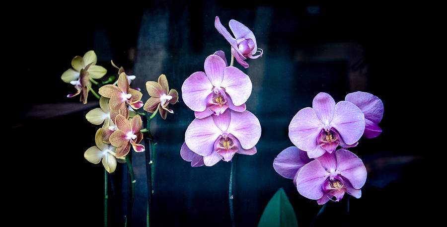 Flower Photograph - Orchidae by Maggie Terlecki