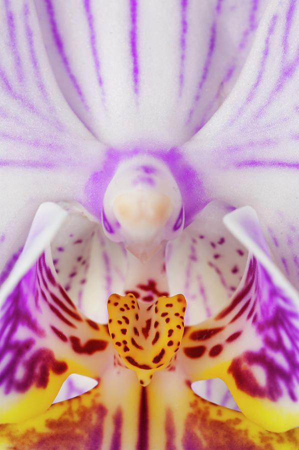 Phalaenopsis Orchid Photograph