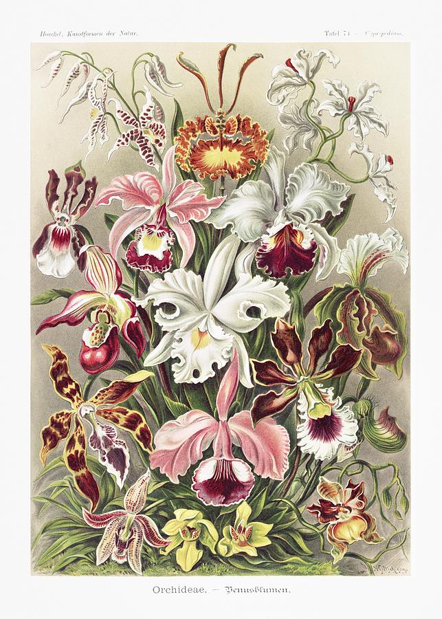 Ernst Haeckel Painting - Orchideae-Denusblumen  A Giltsch gem from Kunstformen der Natur - 1904 by Ernst Haeckel by Les Classics