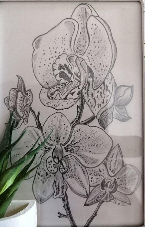 Orchidee Drawing Drawing by Emilie RUFFAT