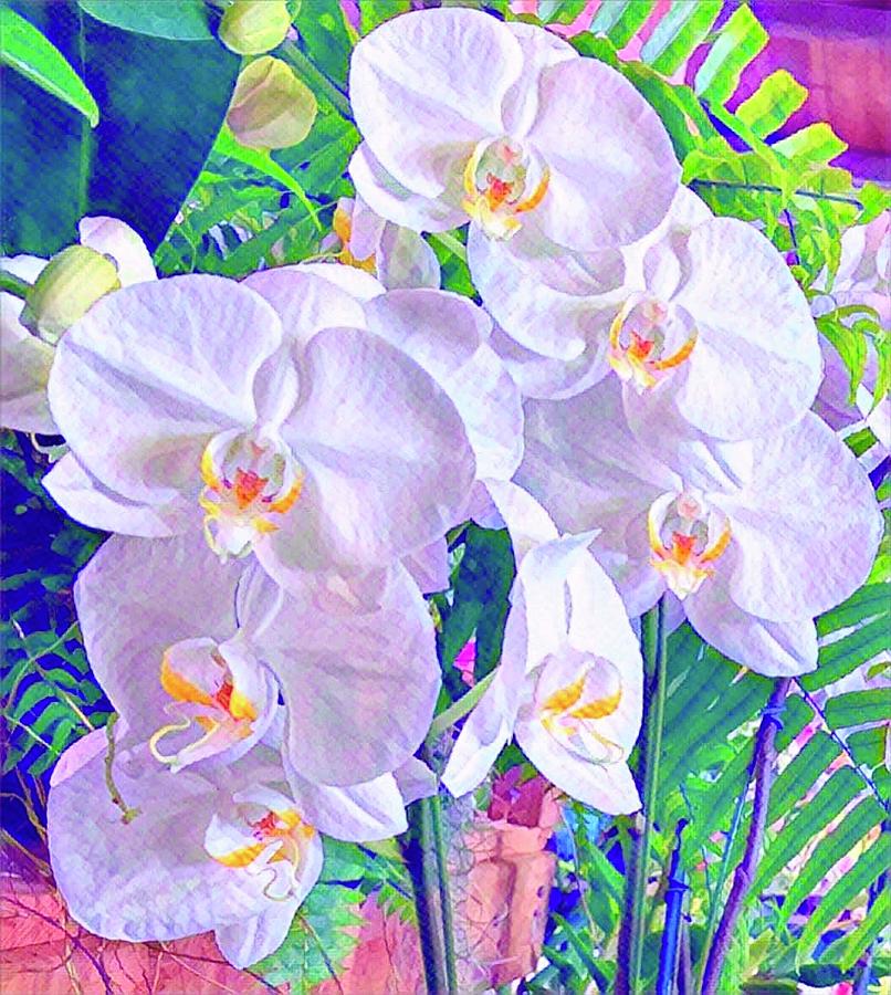 Orchidee White Aloha  Photograph by Joalene Young