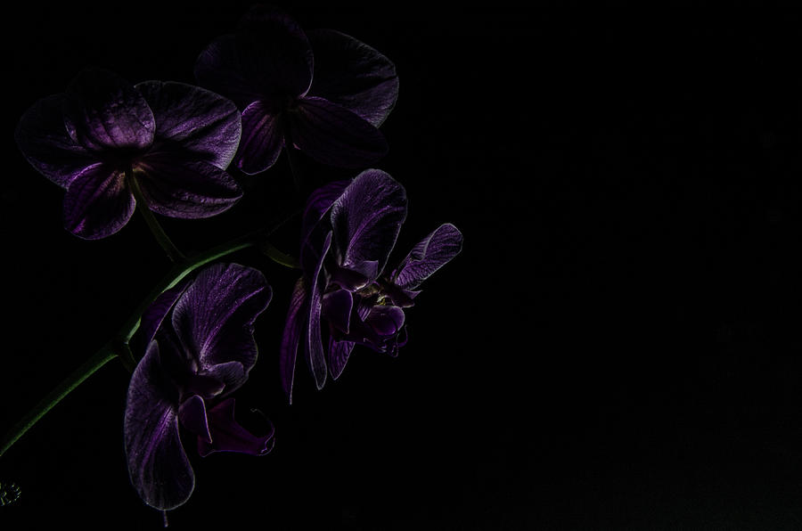 Orchidees Dans La Nuit Noire Photograph