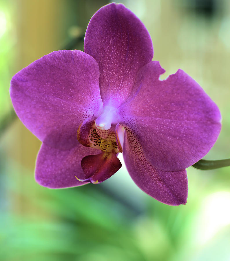 Orchids 002 Photograph by Flees Photos