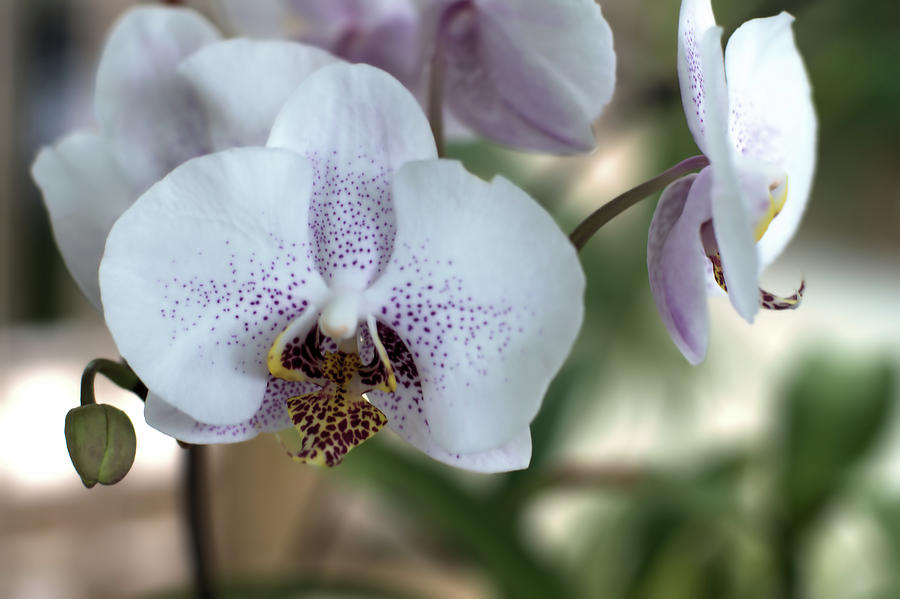 Orchids 003 Photograph by Flees Photos