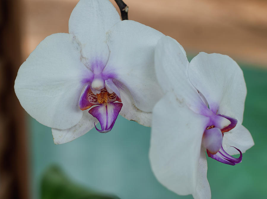 Orchids 004 Photograph by Flees Photos