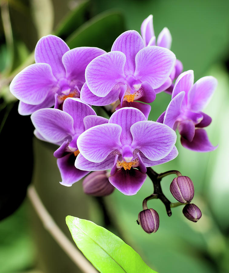 Orchids 005 Photograph