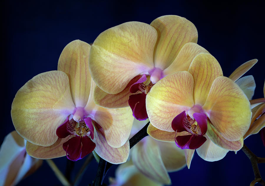 Orchids 1 Photograph by Dimitry Papkov