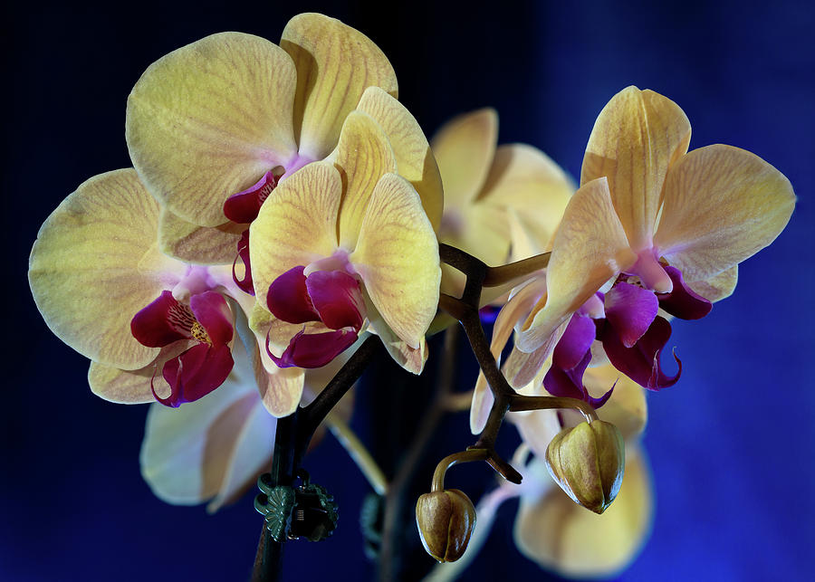 Orchids 2 Photograph by Dimitry Papkov