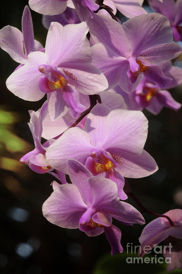 Orchids 265 Photograph by Rudi Prott