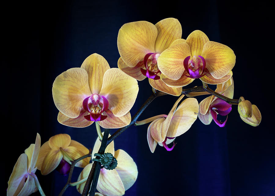 Orchids 4 Photograph by Dimitry Papkov