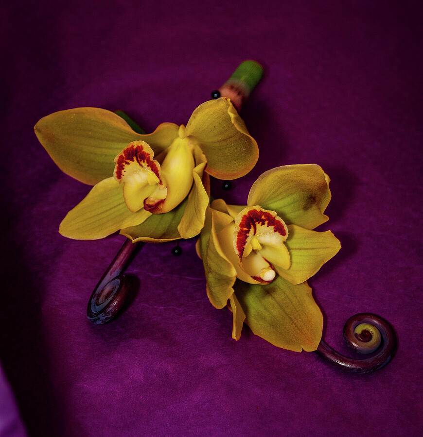 Yellow Photograph - Orchids 5 by Kristy Mack