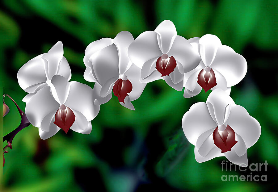 Orchids Abstract Digital Art by William Gunn Orchids Abstract Digital Art by William Gunn