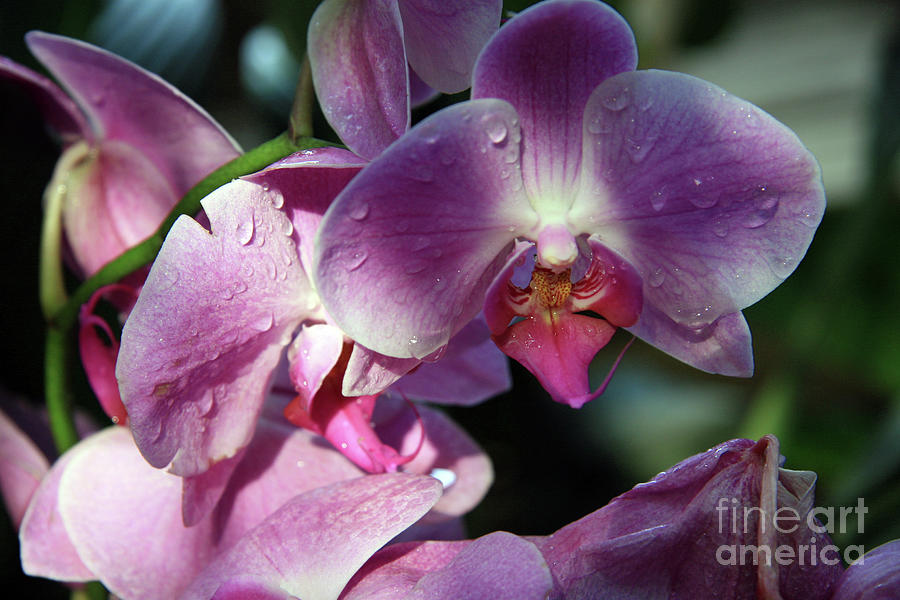 Orchids after rain Photograph by Lali Kacharava Fine Art America