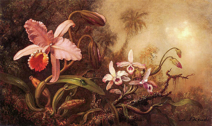 Orchids and a Beetle Painting by Martin Johnson Heade