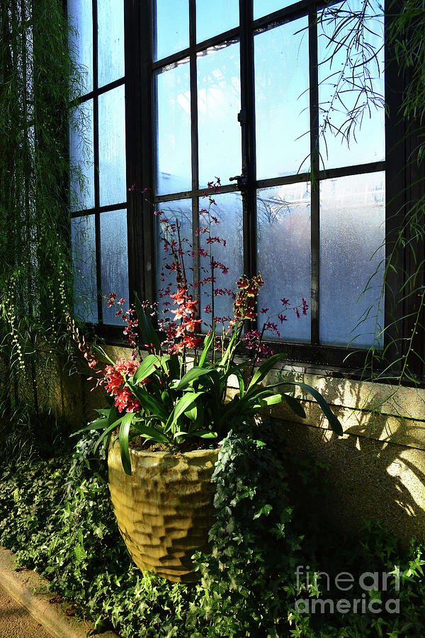 Orchids and a Cloudy Window Photograph by Cindy Manero