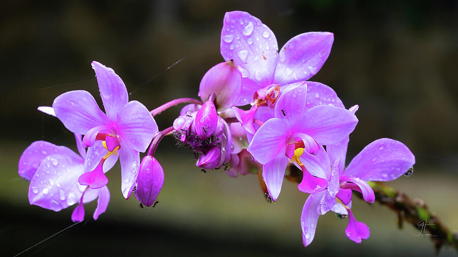 Flower Photograph - Orchids and Ants Print by Jim Thompson Flower Photograph - Orchids and Ants Print by Jim Thompson