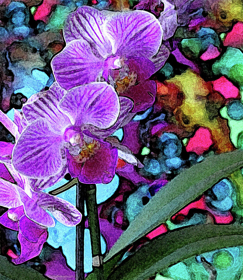 Orchids and Colors Photograph by Corinne Carroll