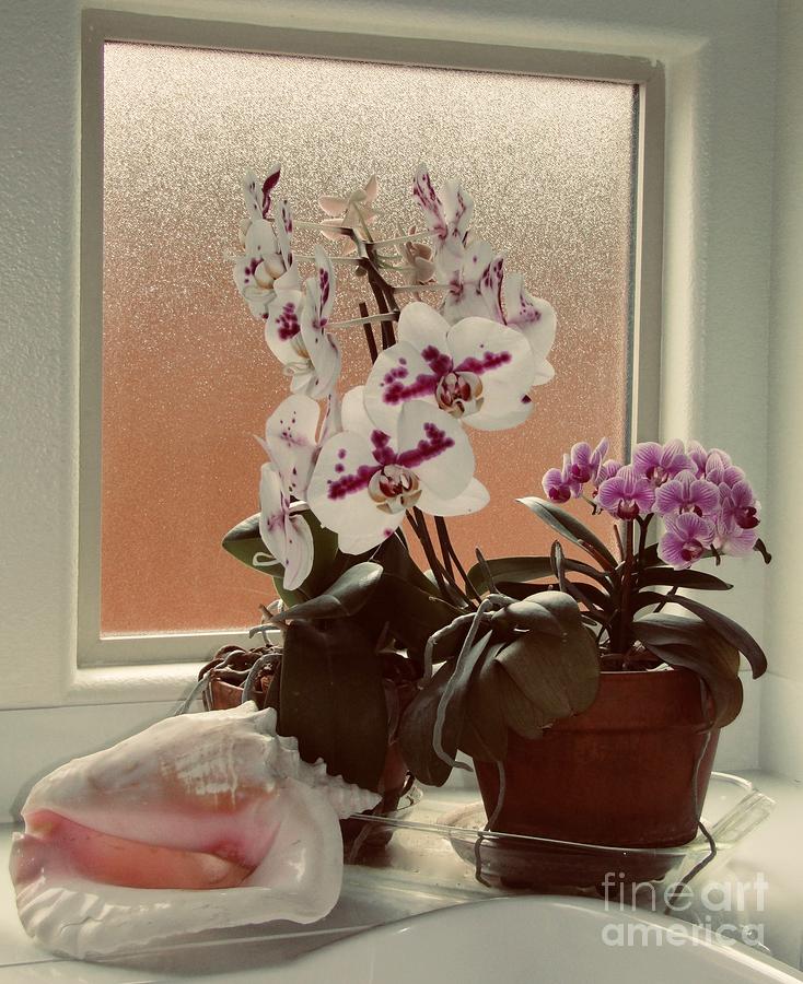 Orchids and Conch Shell - 2, 2020 Photograph by Phyllis Kaltenbach