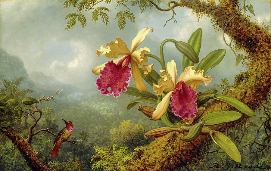 Orchids and Hummingbird 4 Painting by Martin Johnson Heade