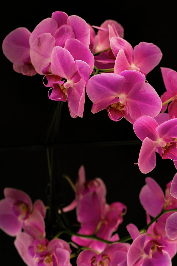 Orchids and Reflections 2 Photograph by Dimitry Papkov