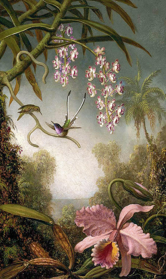 Orchids and Spray Orchids with Hummingbirds Painting by Martin Johnson Heade