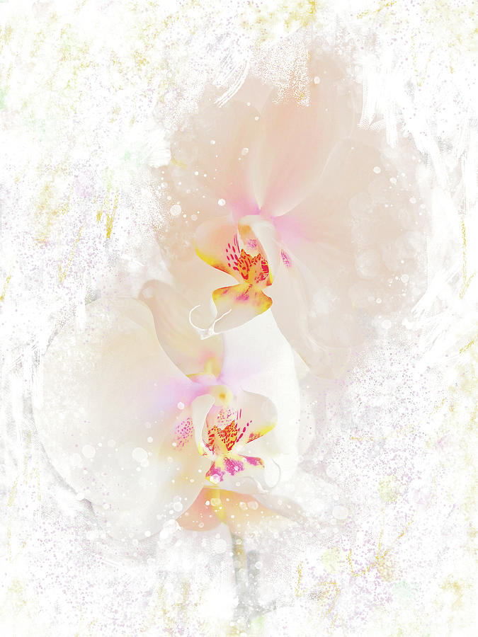 Orchids Digital Art