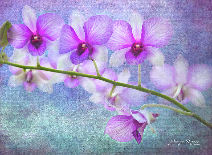 Orchids Art Decor Photograph by George Moore