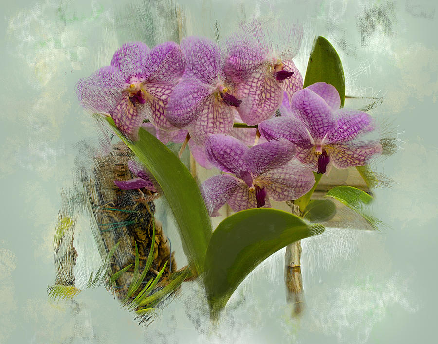Orchids at Mount Holyoke College Digital Art by Cordia Murphy