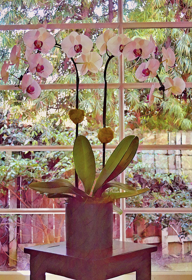 Orchids at the Front Window Digital Art by Gaby Ethington
