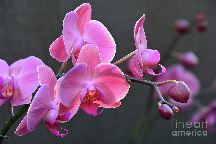 Orchids Backlit Photograph by Cindy Manero