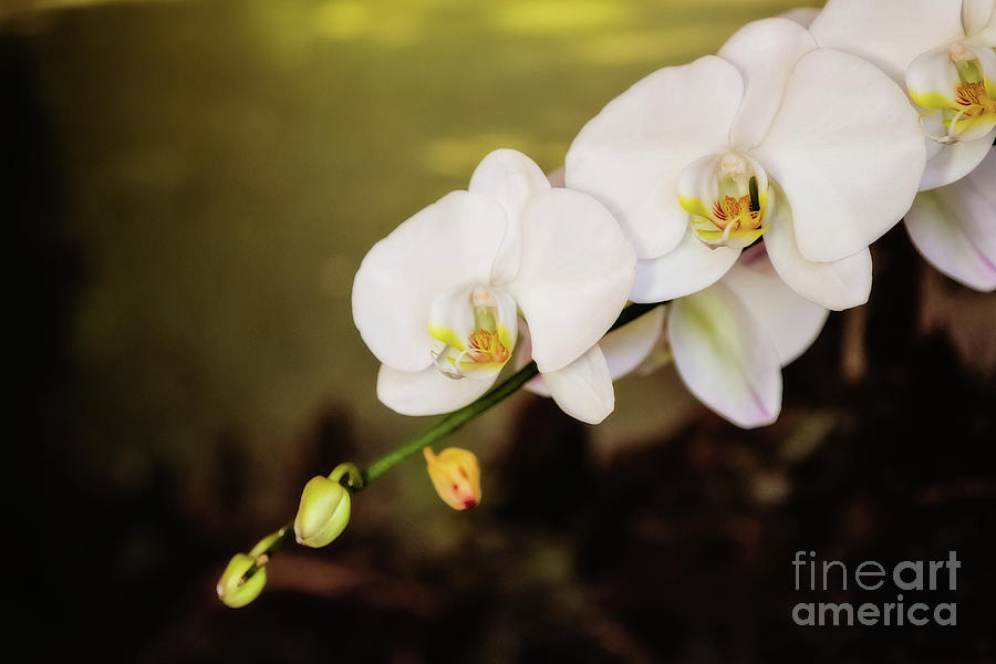 Orchid Photograph - Orchids Beauty by Scott Pellegrin