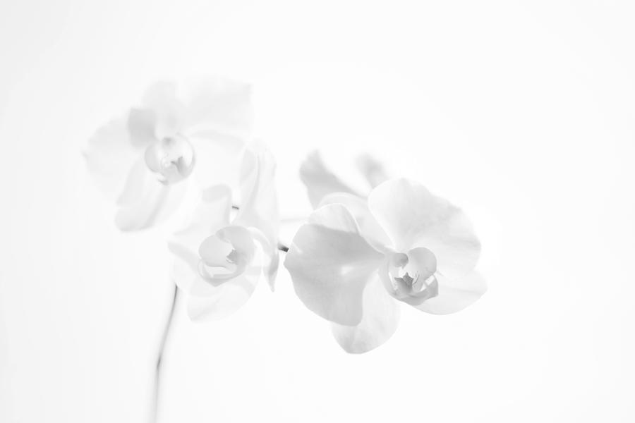 Orchids - Black and White Fine Art Photograph by Marianna Mills