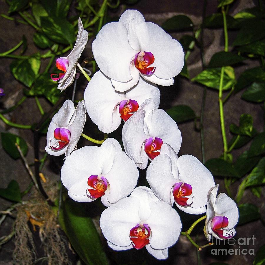 Flowers Still Life Photograph - Orchids Bloom by D Davila