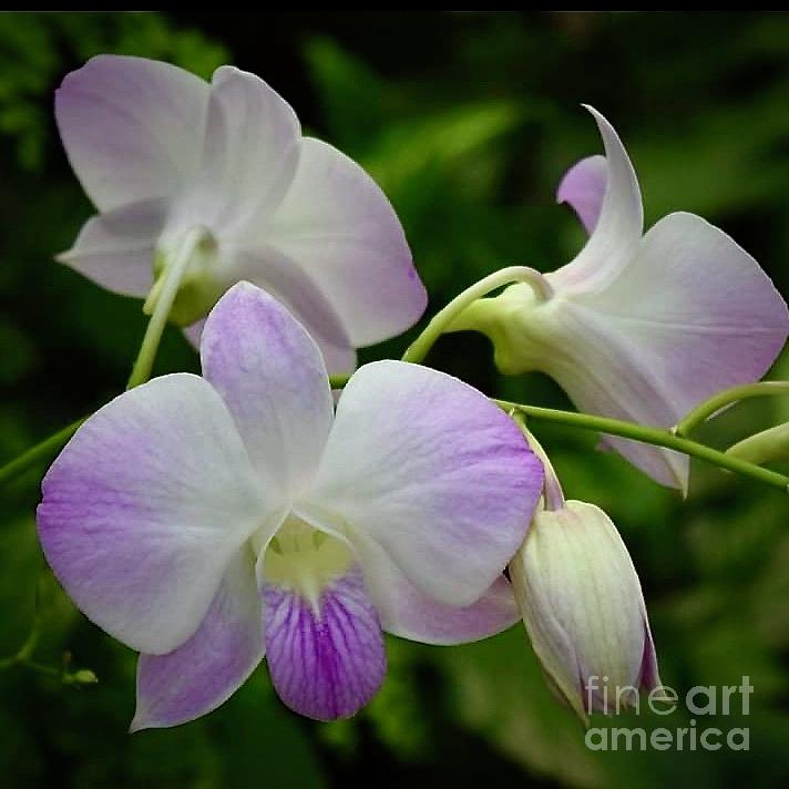 Orchids Bouquet Photograph by Jeannie Rhode