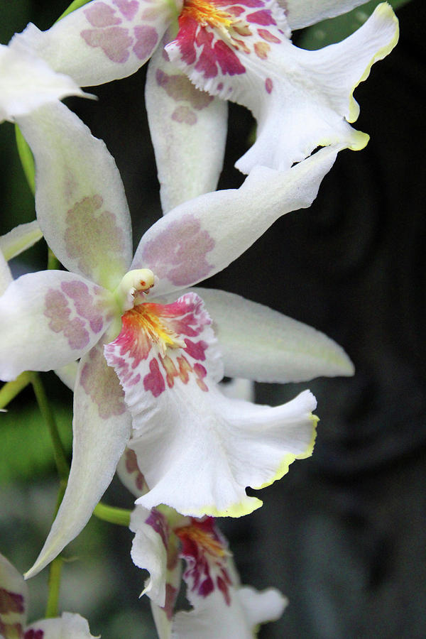 Orchids Photograph by Carolyn Stagger Cokley