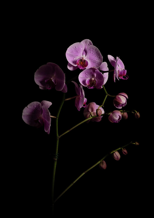 Orchids coming out of the darkness Photograph by Amber Photography