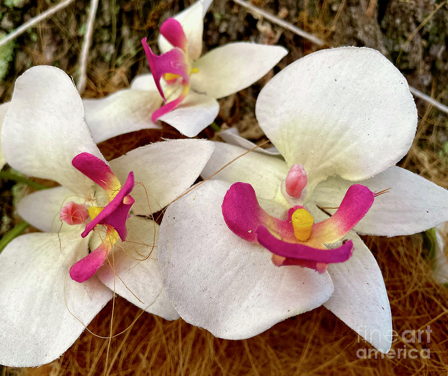 Orchids Photograph by Cornelia DeDona