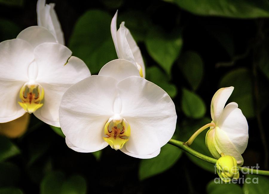 Orchid Photograph - Orchids by D Davila