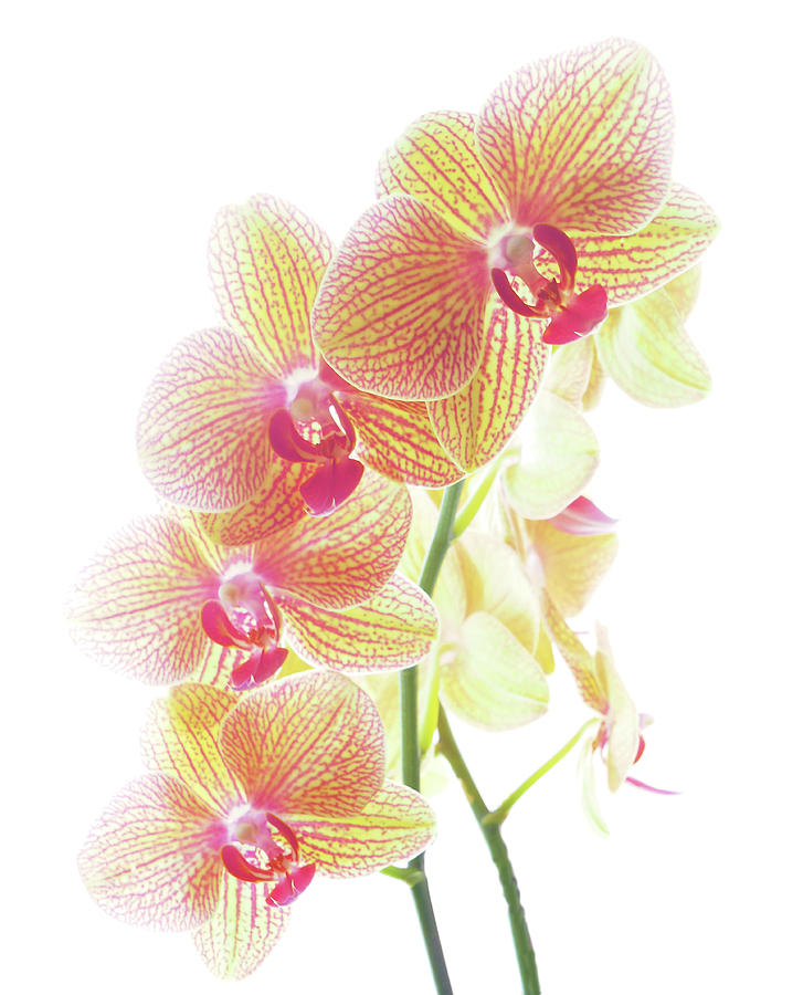 Orchids Photograph by Dennis Cox Photo Explorer Poductions