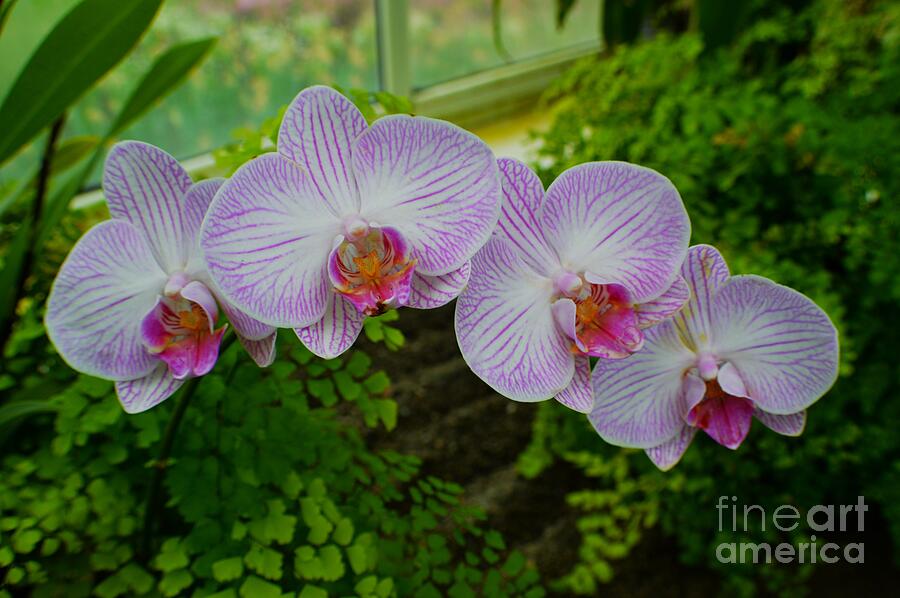 Orchids - Striped purple on white Phalaenopsis Photograph by Ekta Gupta ...