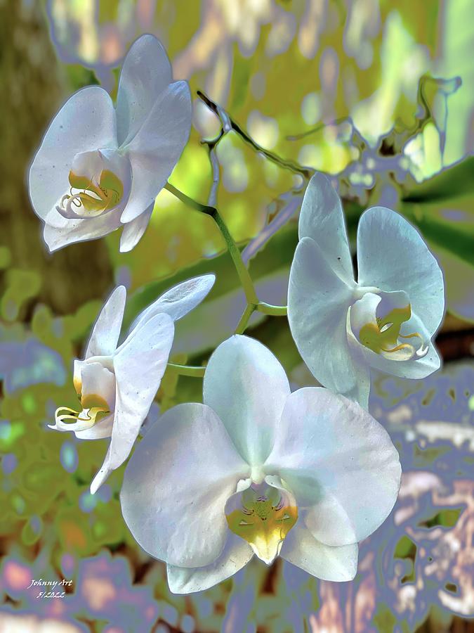 Orchids End of the Season Photograph by John Anderson