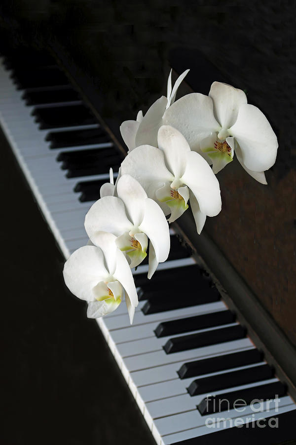 Orchids for the Pianist Photograph by Ann Horn