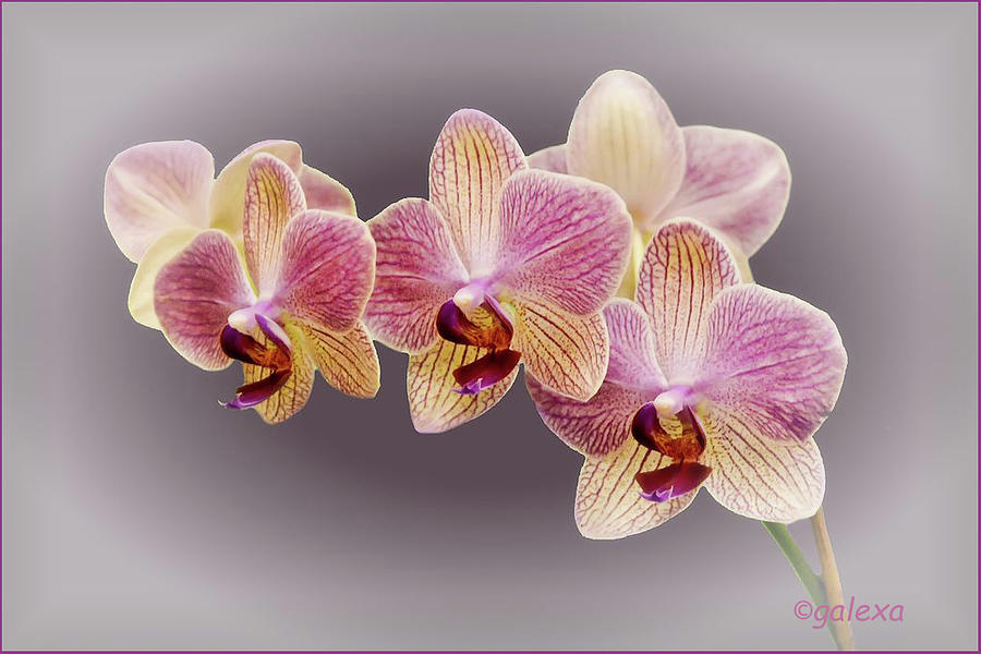 Orchids Photograph by Geraldine Alexander