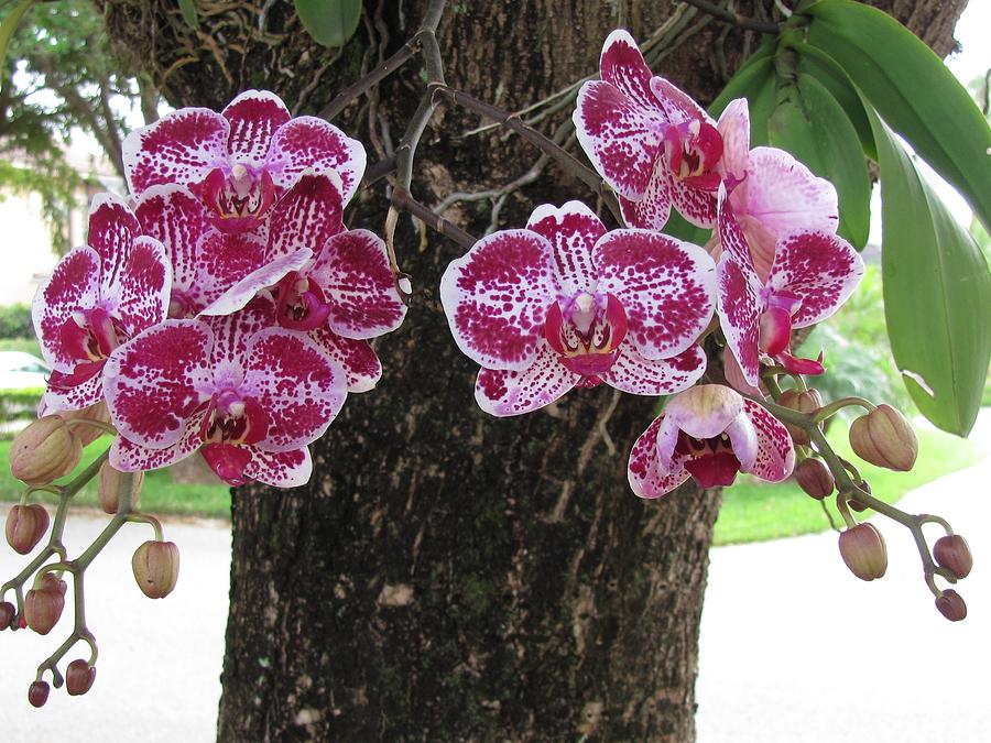 Orchids Growing in the Tree Photograph by Karen Basli